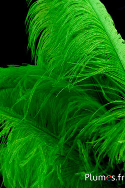 Autruche premium - 50-60 cm - lime